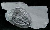 Top Quality Elrathia Trilobite In Matrix - Utah #12489-1